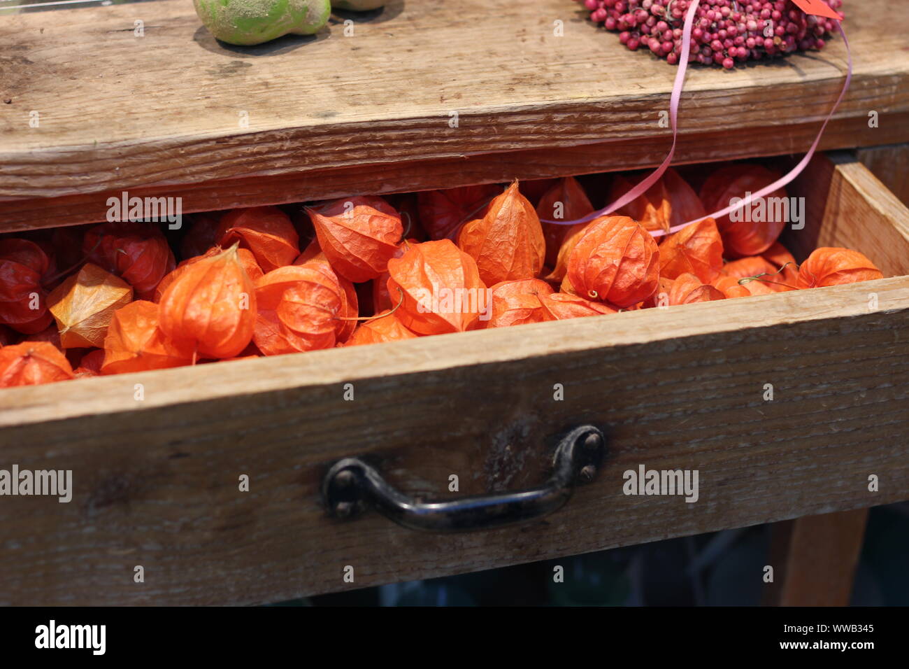 Winter Cherry High Resolution Stock Photography And Images Alamy