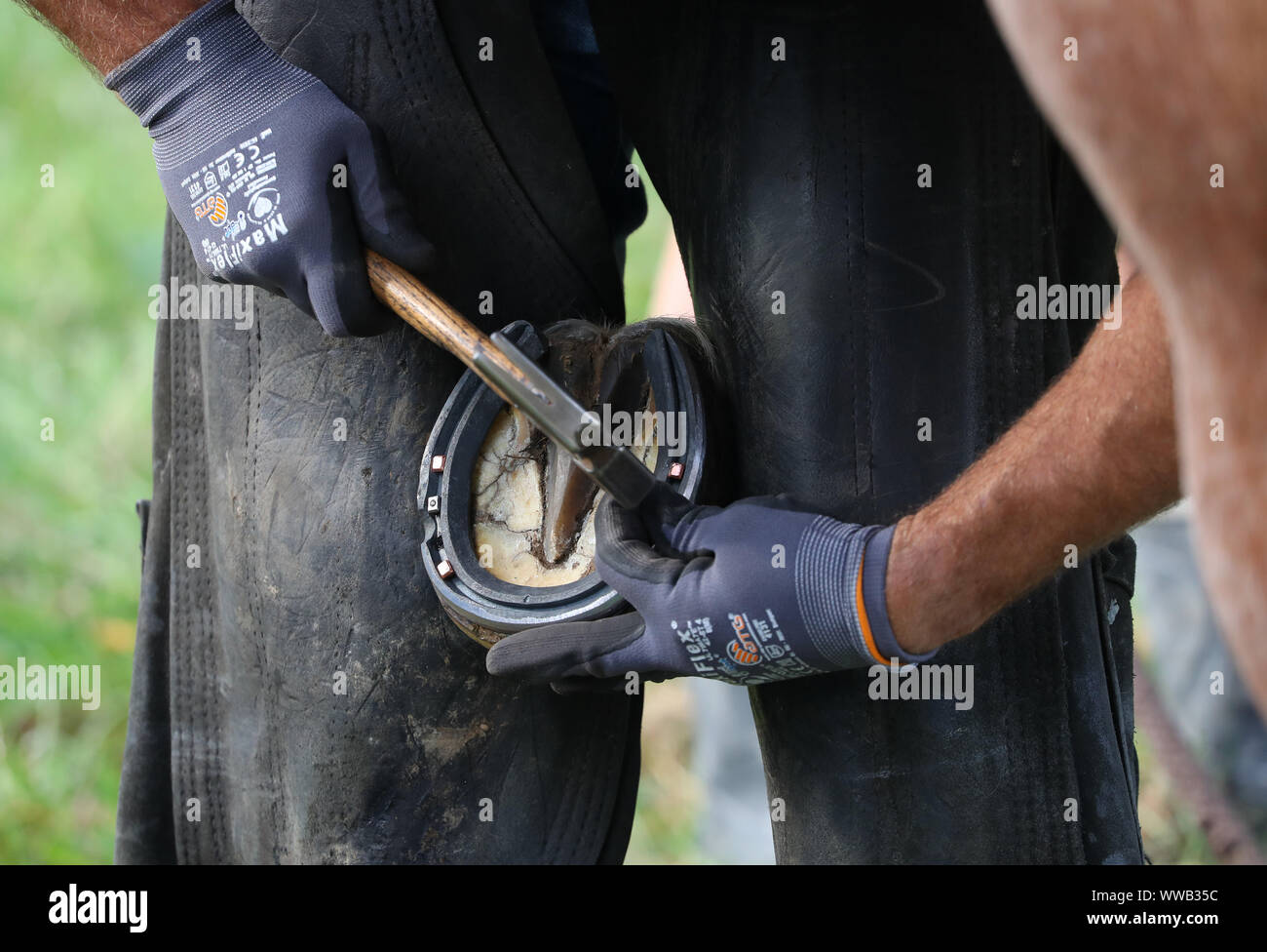 A farrier fitting a new horse shoe Stock Photo
