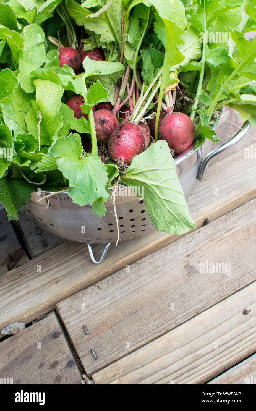 home grown radishes in a colander Stock Photo