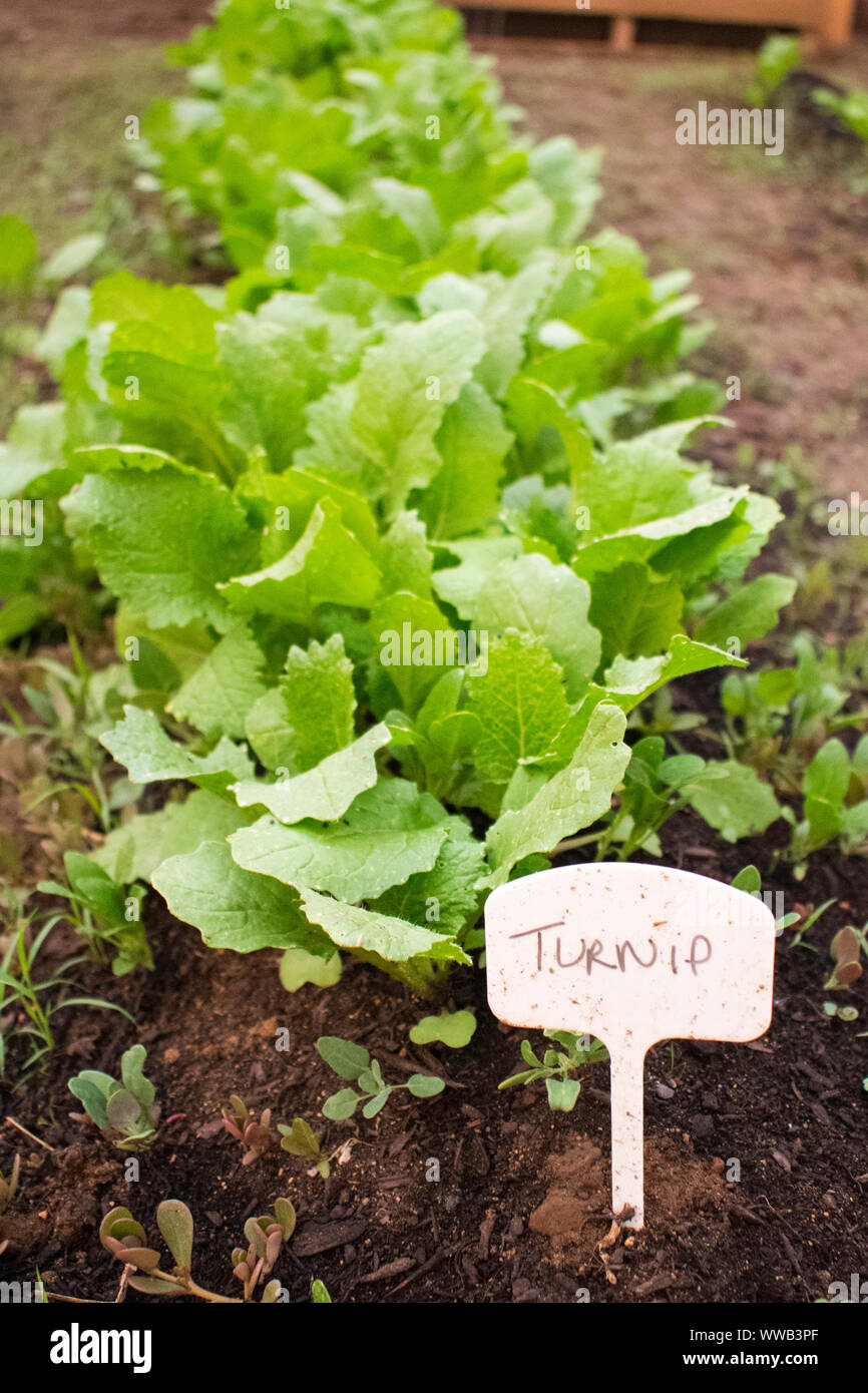 Row of turnips in a vegetable garden Stock Photo