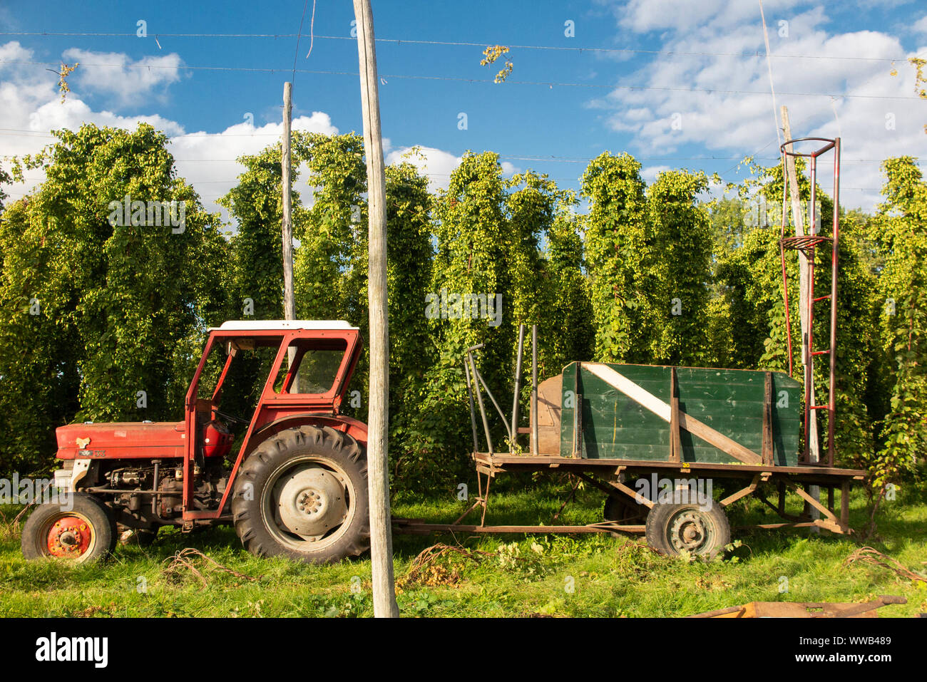 A tractor and trailer in Kent in the midst of collecting the hop