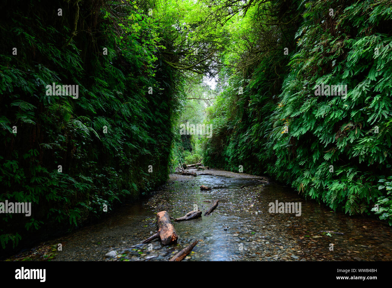 The lush trails and riverbed of Fern Canyon inside the Prairie Creek Redwoods State Park in California, where part of Jurrasic Park 2, The Lost World Stock Photo