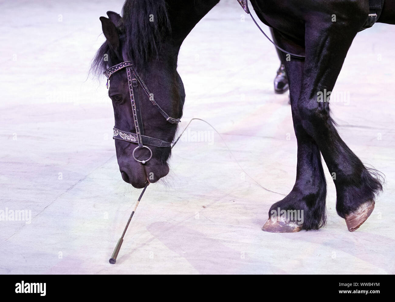 Quekemeyer The national capital horse show hi-res stock photography and images - Alamy