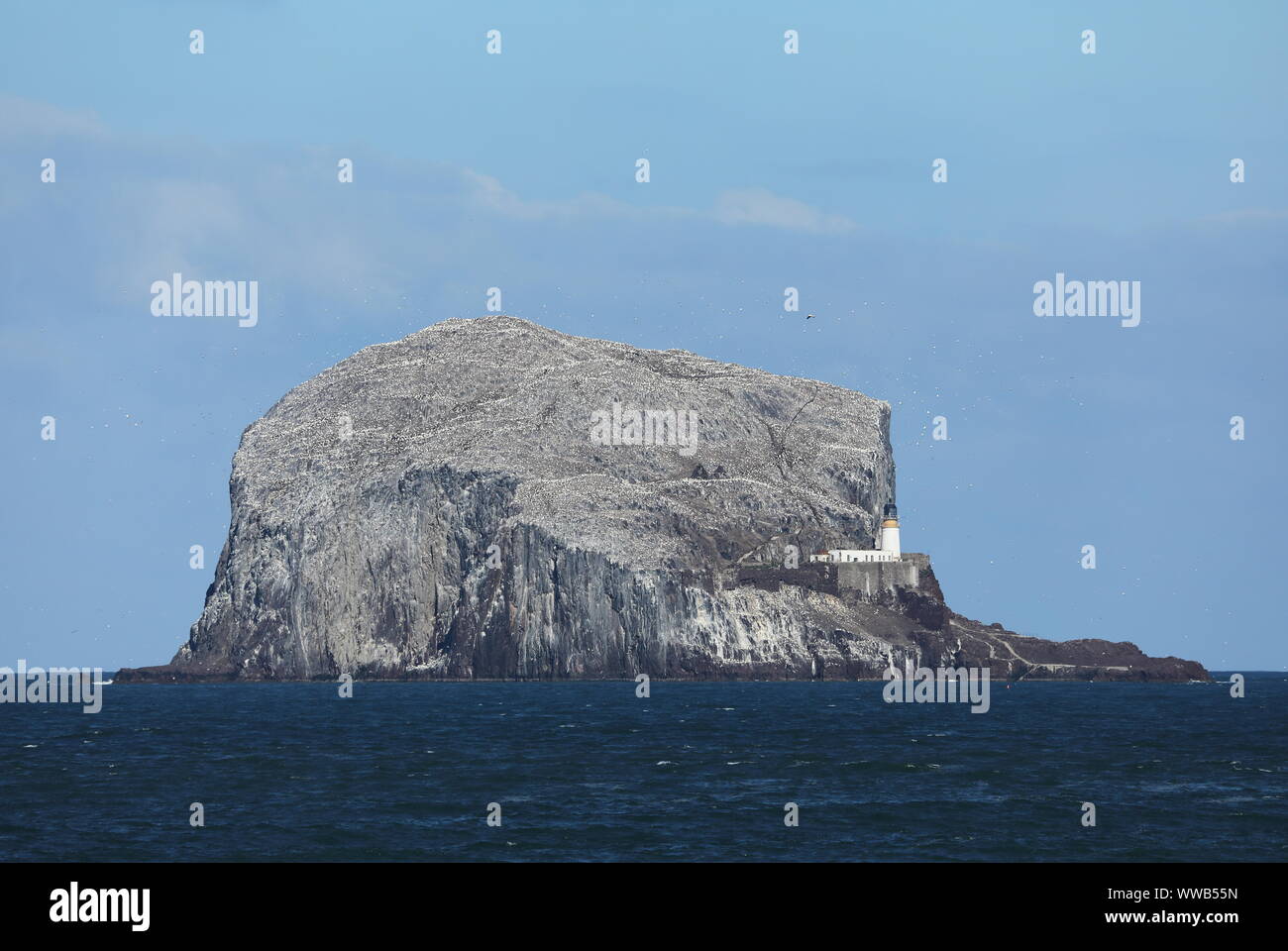 Bass Rock gannet colony in the Firth of Forth, Scotland, UK. Stock Photo