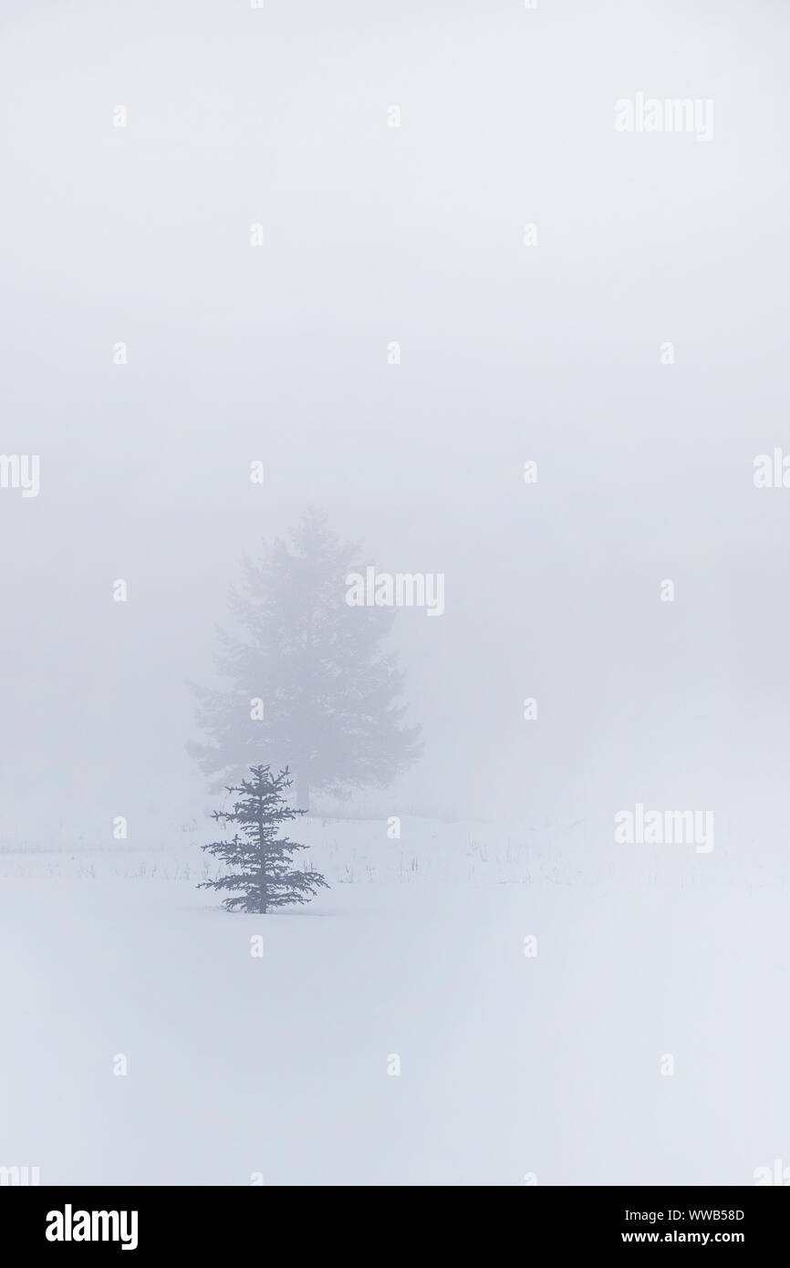 Lonely Cold Winter Pines Stock Photo