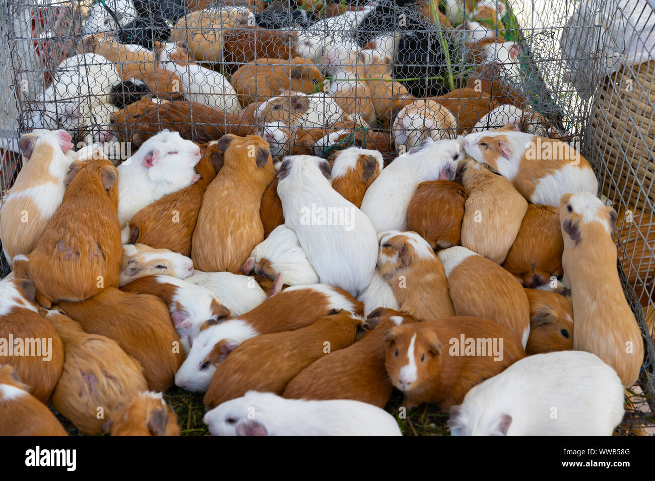 Guinea pig farm in Ecuador Stock Photo Alamy