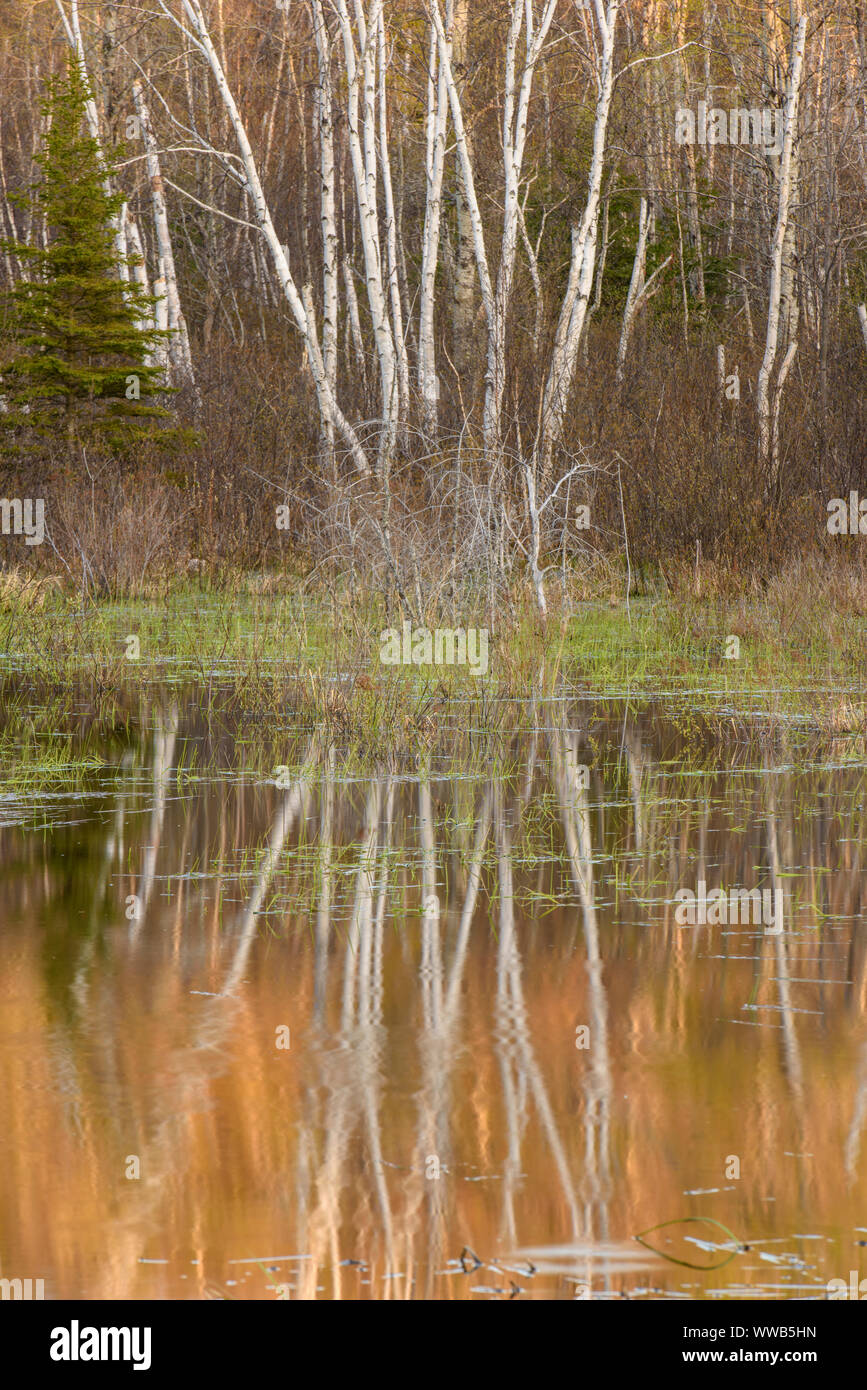 Emerging spring foliage in a birch woodland on the shore of a beaver pond, Greater Sudbury, Ontario, Canada Stock Photo