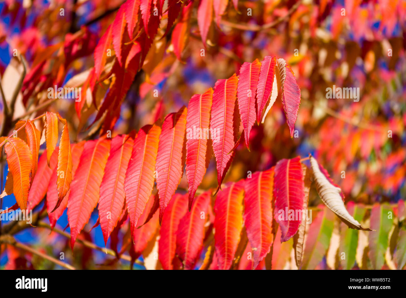 Autumn red and yellow colors of the Rhus typhina, Staghorn sumac