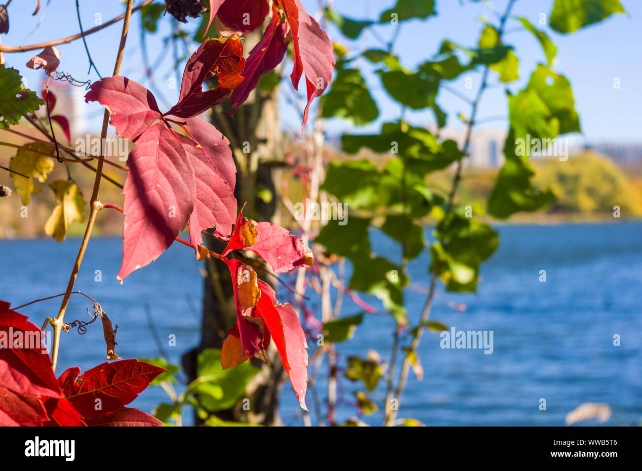 Autumn cityscape on a Sunny day - yellow autumn trees in the Park, colorful red and orange ...
