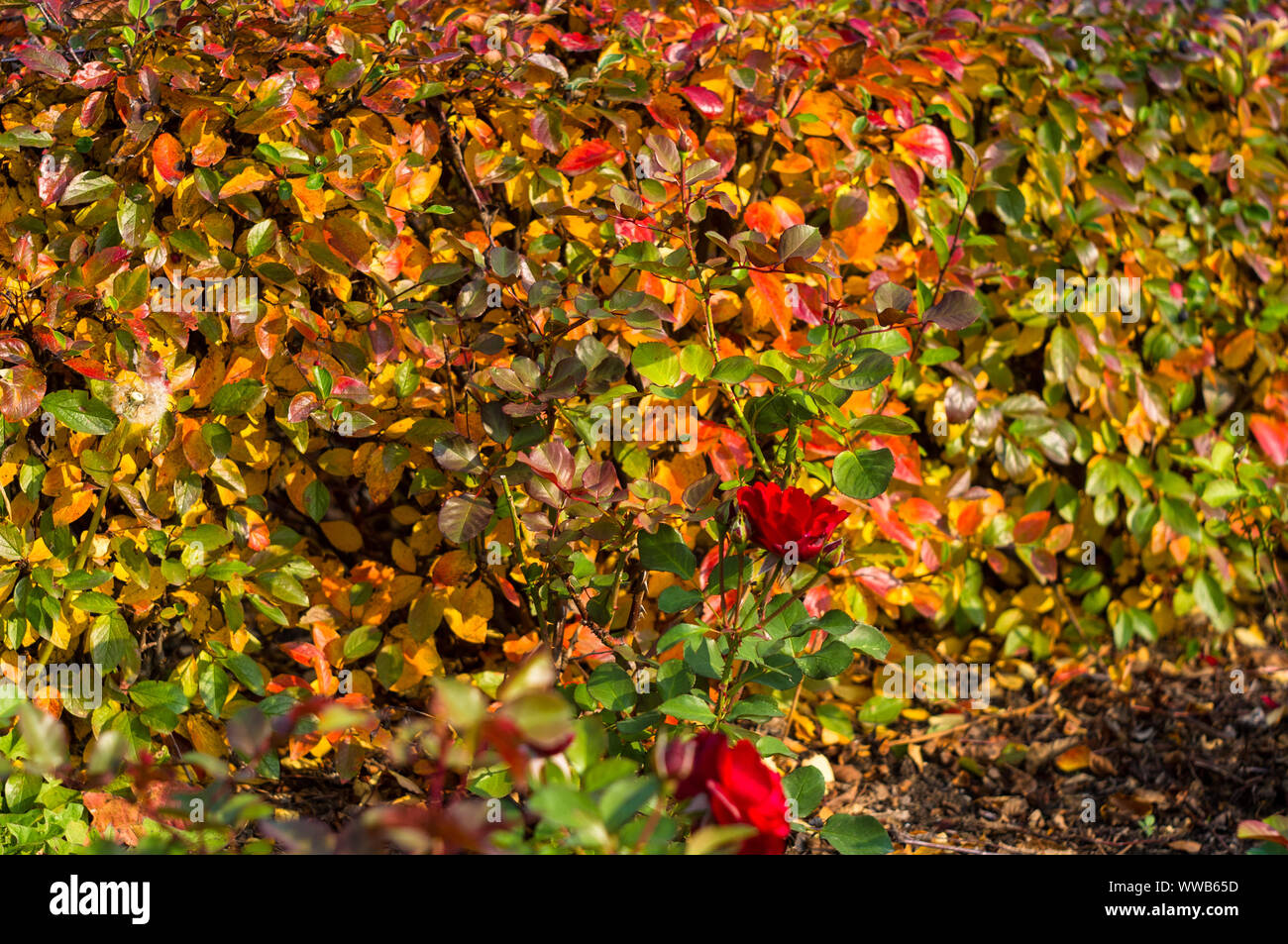 Autumn cityscape on a Sunny day - yellow autumn trees in the Park, colorful red and orange ...