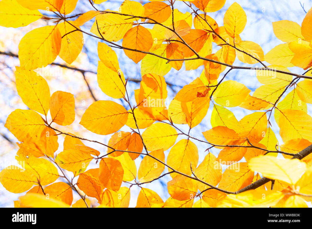 fall maple leaves Stock Photo - Alamy