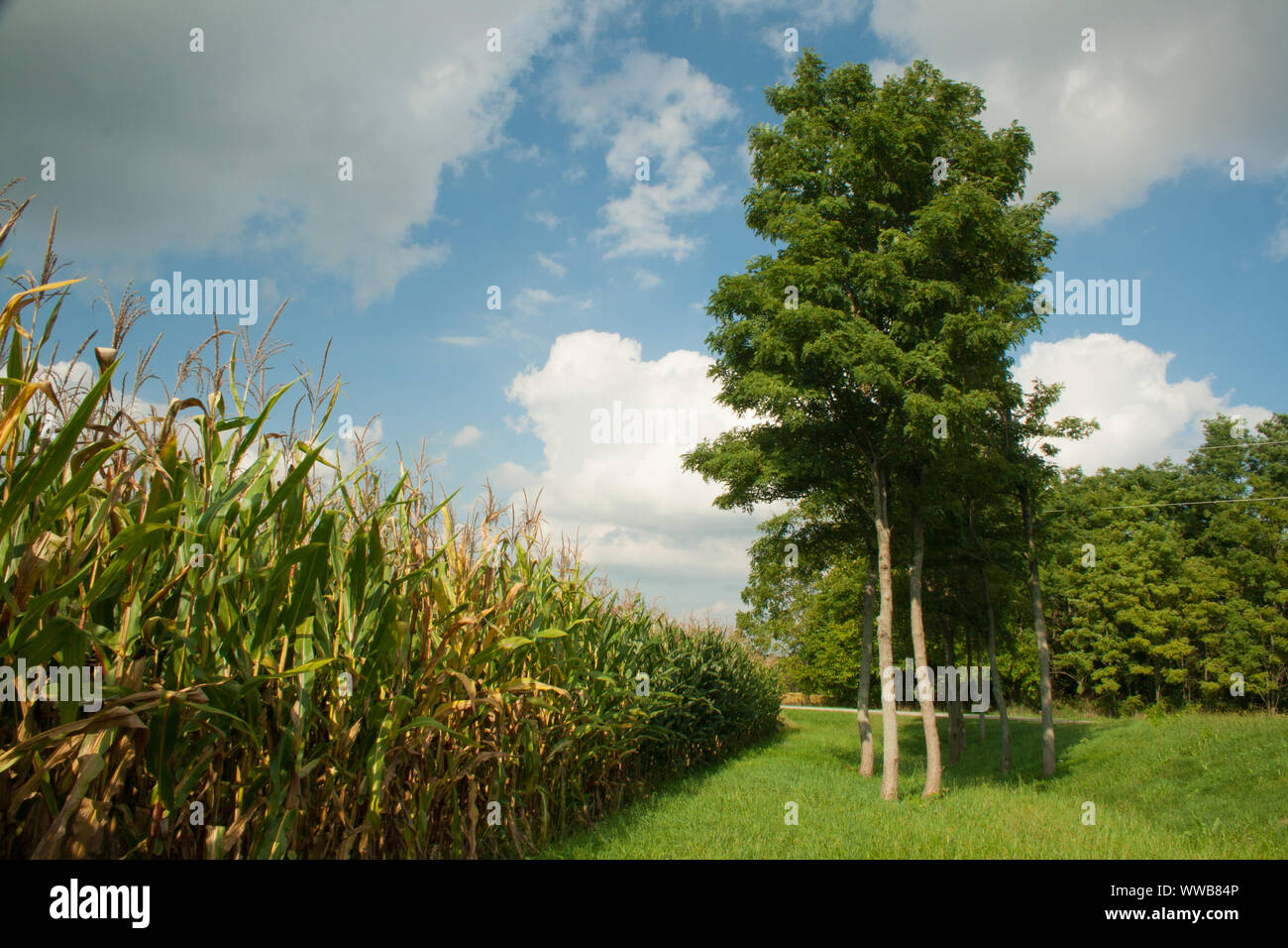 Corn Field Edge, Ohio Stock Photo Alamy