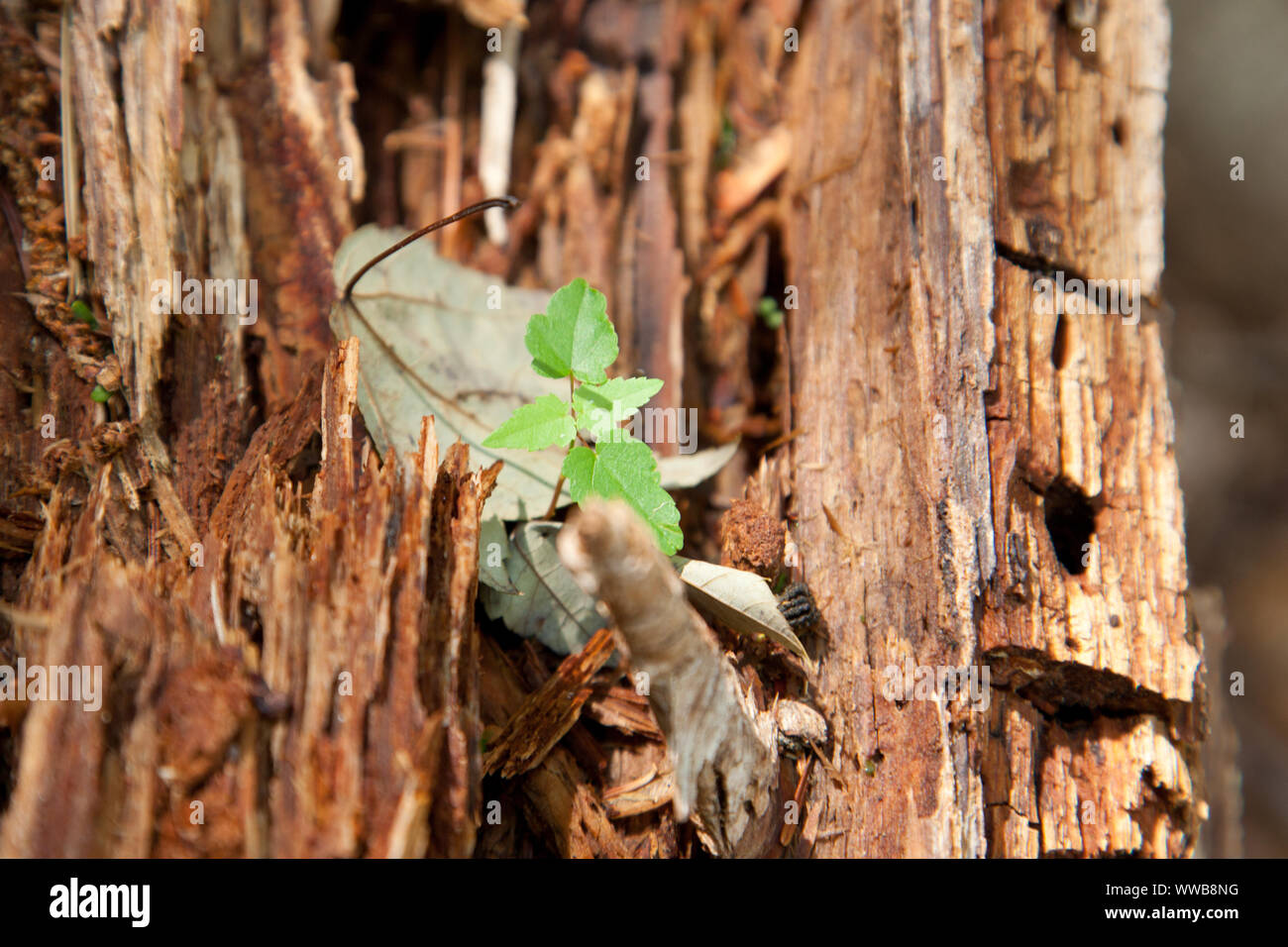 A small green plant grows inside the bark of an old tree outside with copy space Stock Photo