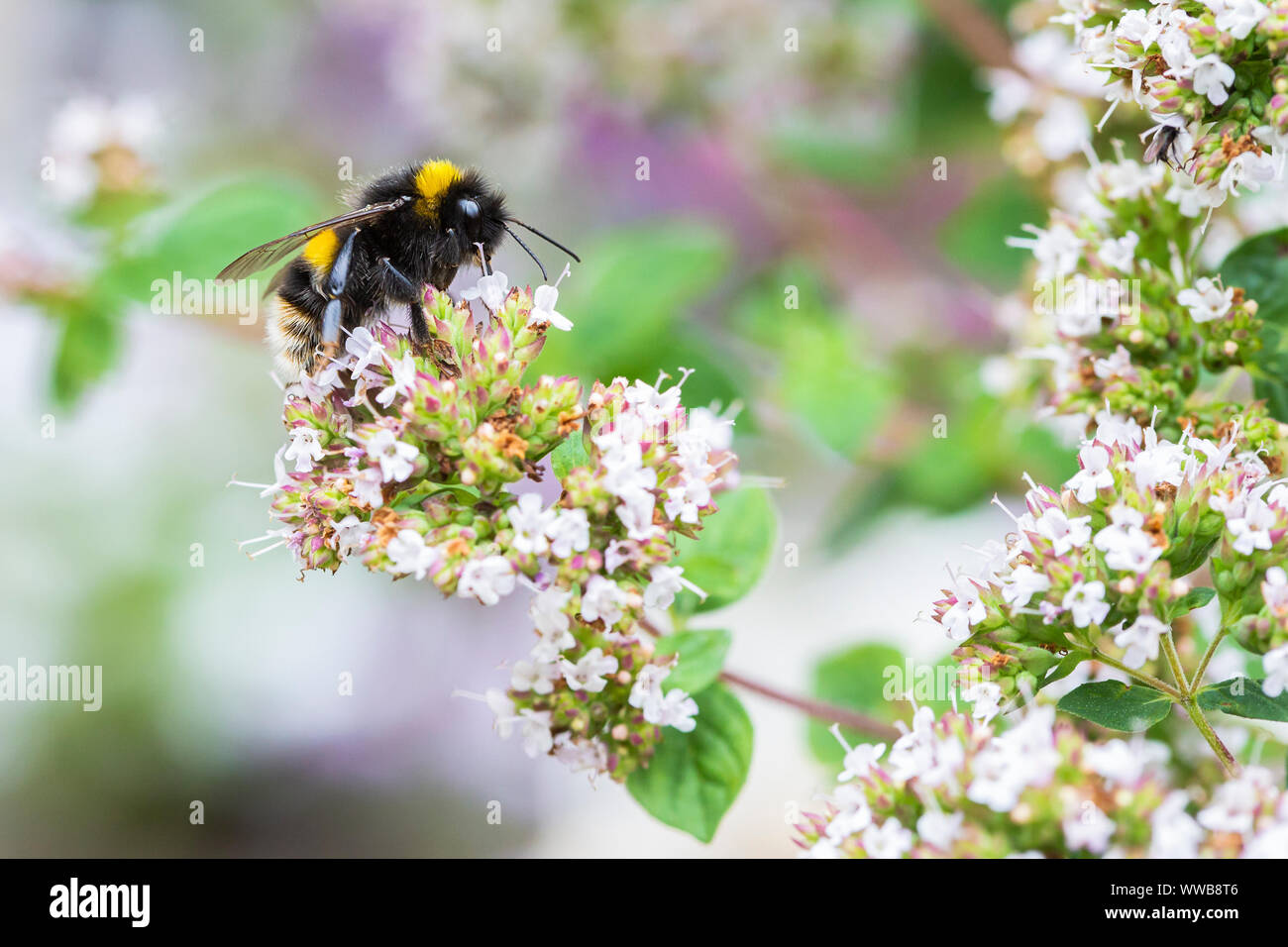 Buff tailed Bumble bee [ Bombus hortorum ] feeding on Oregano flowers Stock Photo