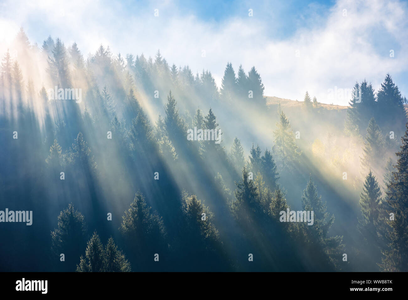 sun light through fog and clouds above the forest. spruce trees on the hill viewed from below. fantastic nature scenery. morning motivation concept Stock Photo