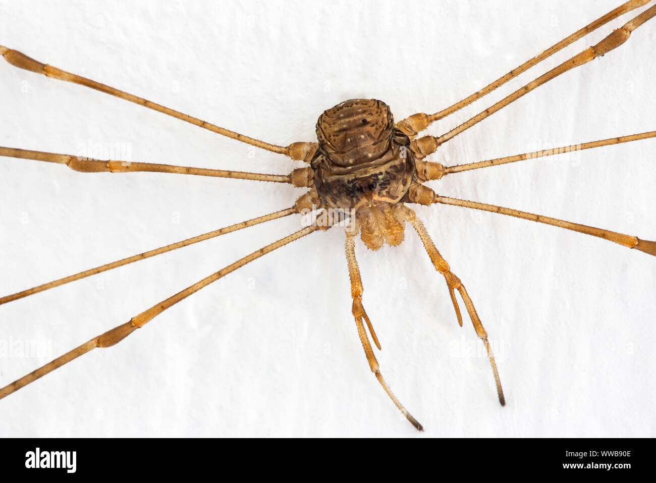 Harvestman spider [ Dicranopalpus Ramosus ] on house, an arachnid but not actually a spider having only one body segment , 2 eyes and no venom gland. Stock Photo