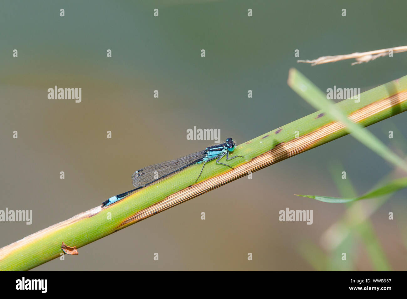 Blue tailed Damselfly [ Ischnura elegans ] on reed stem Stock Photo