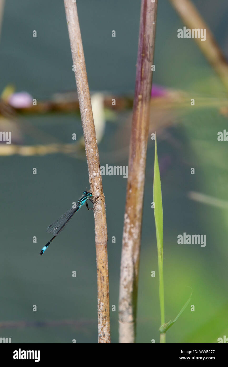 Blue tailed Damselfly [ Ischnura elegans ] on reed stem Stock Photo