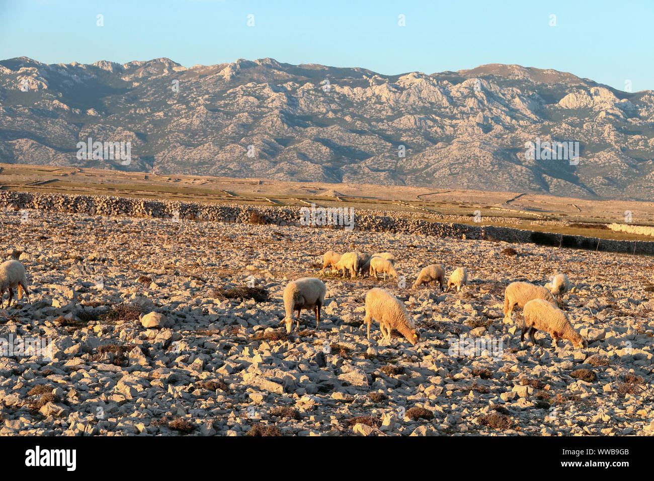 the sheep graze the grass in the gravelly terrain Stock Photo - Alamy