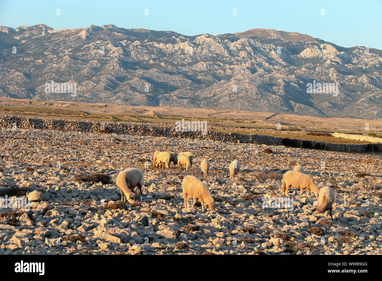the sheep graze the grass in the gravelly terrain Stock Photo
