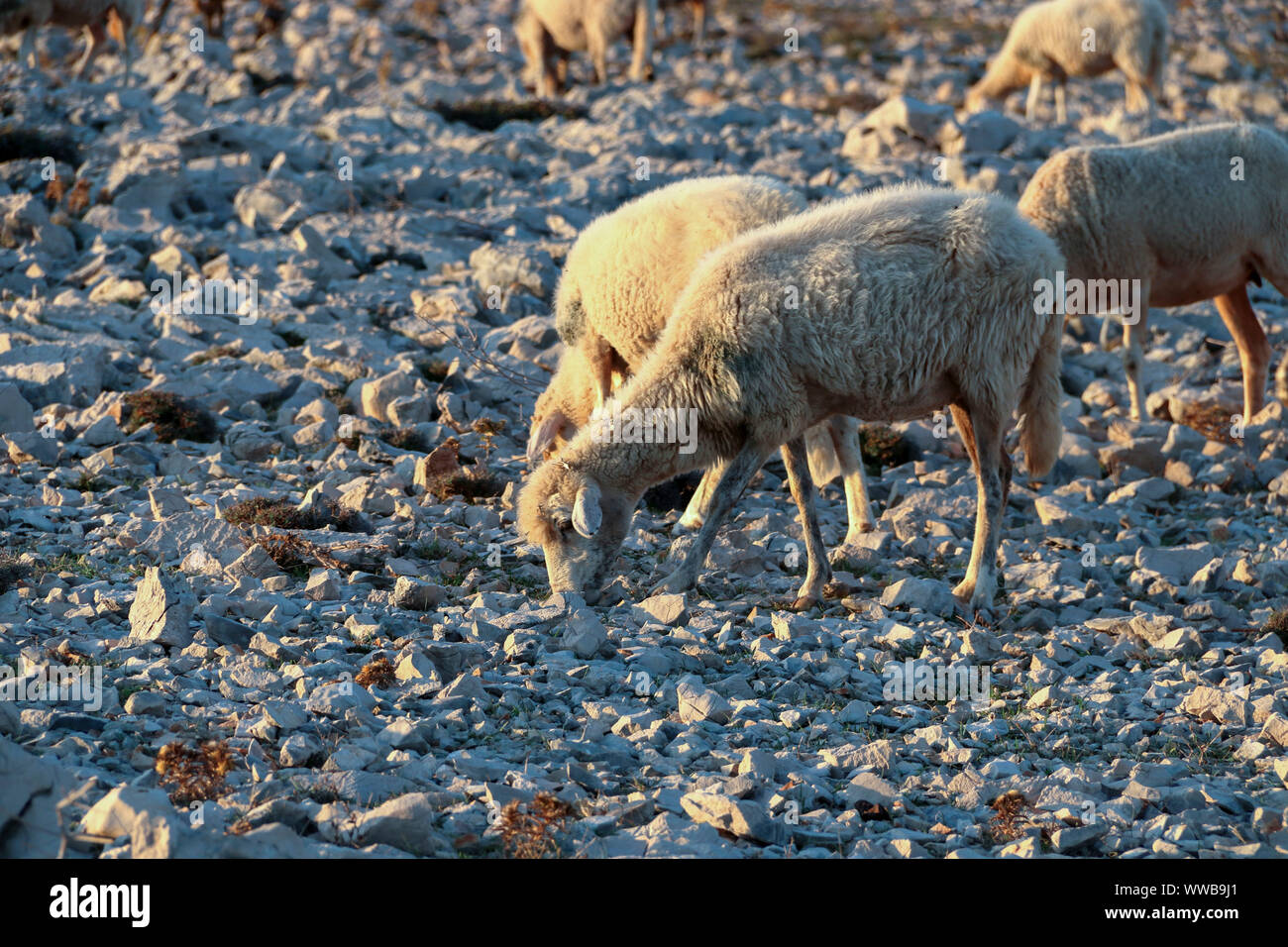 the sheep graze the grass in the gravelly terrain Stock Photo