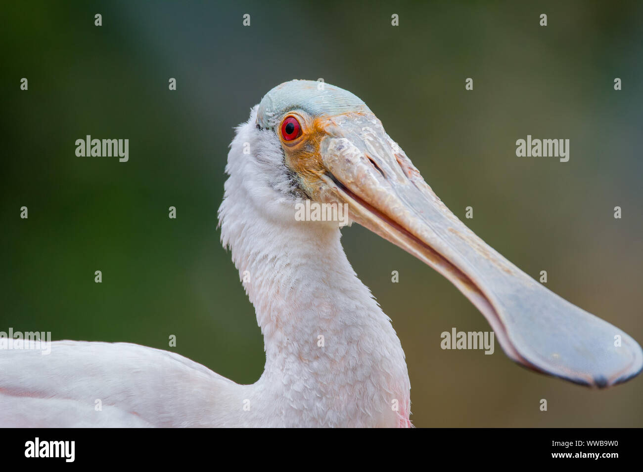 Spoonbills birds spoonbill hi-res stock photography and images - Alamy