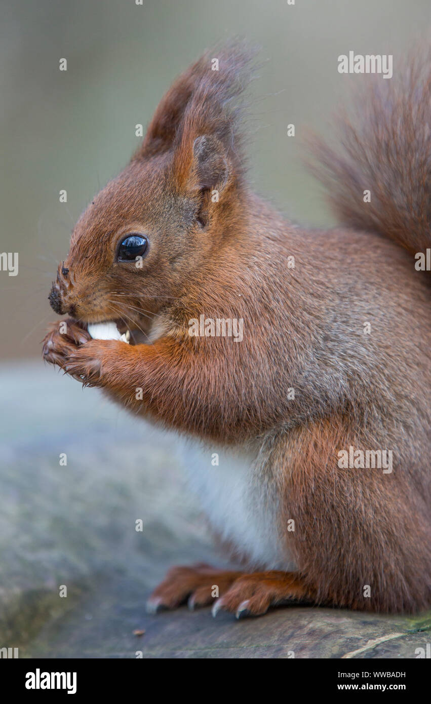 Red Squrrel [ Sciurus vulgaris ] Stock Photo - Alamy