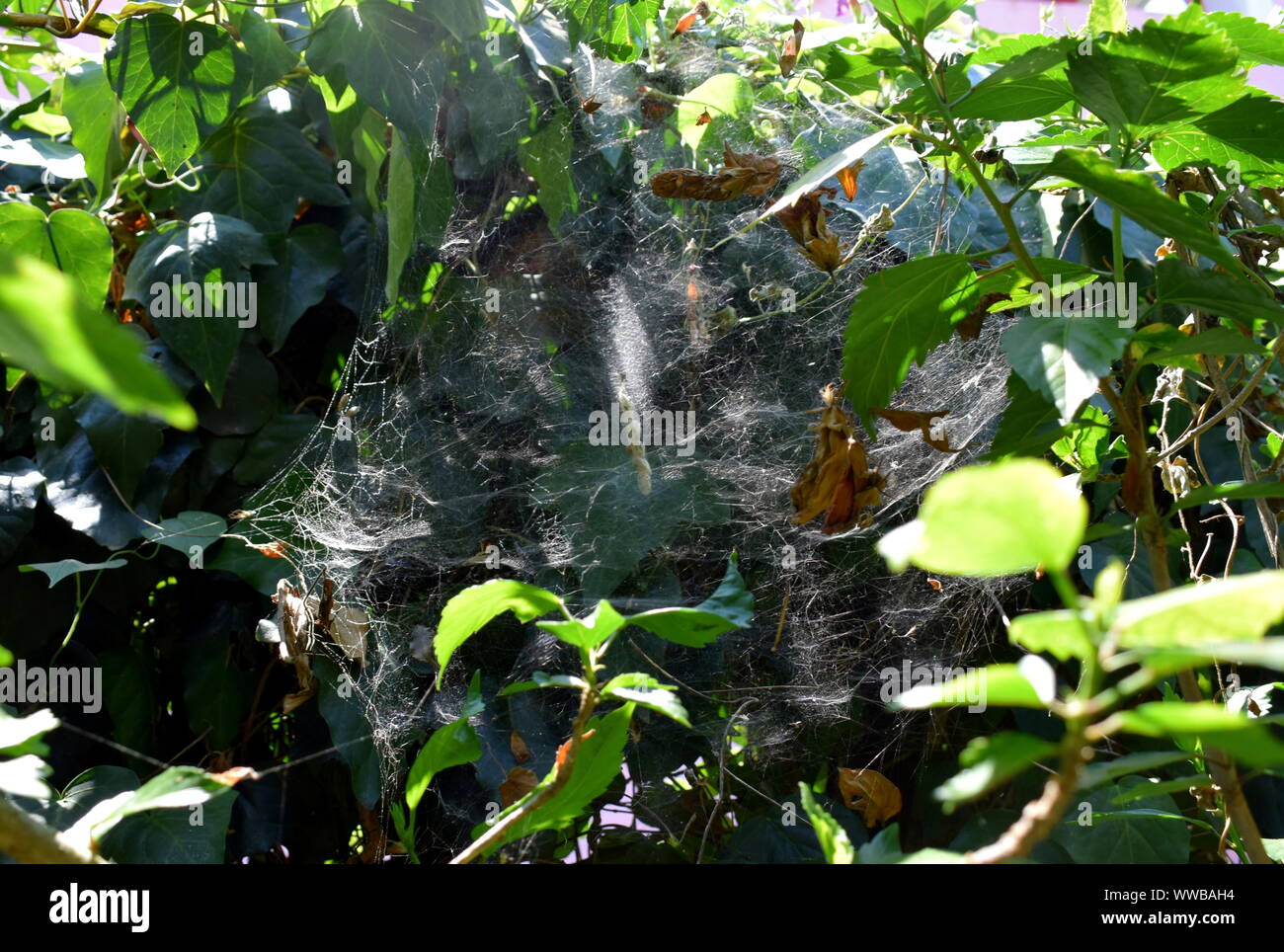 spider, net, cactus, garden, plant, Zakynhos, island, Greece Stock ...