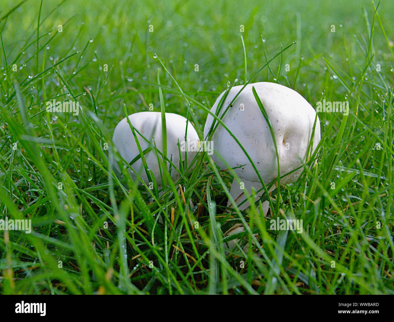 Mushrooms proliferating during a warm, wet, late Summer, Ottawa, Ontario, Canada. Field Mushroom (Agaricus campestris) in wet grass, early morning. Stock Photo