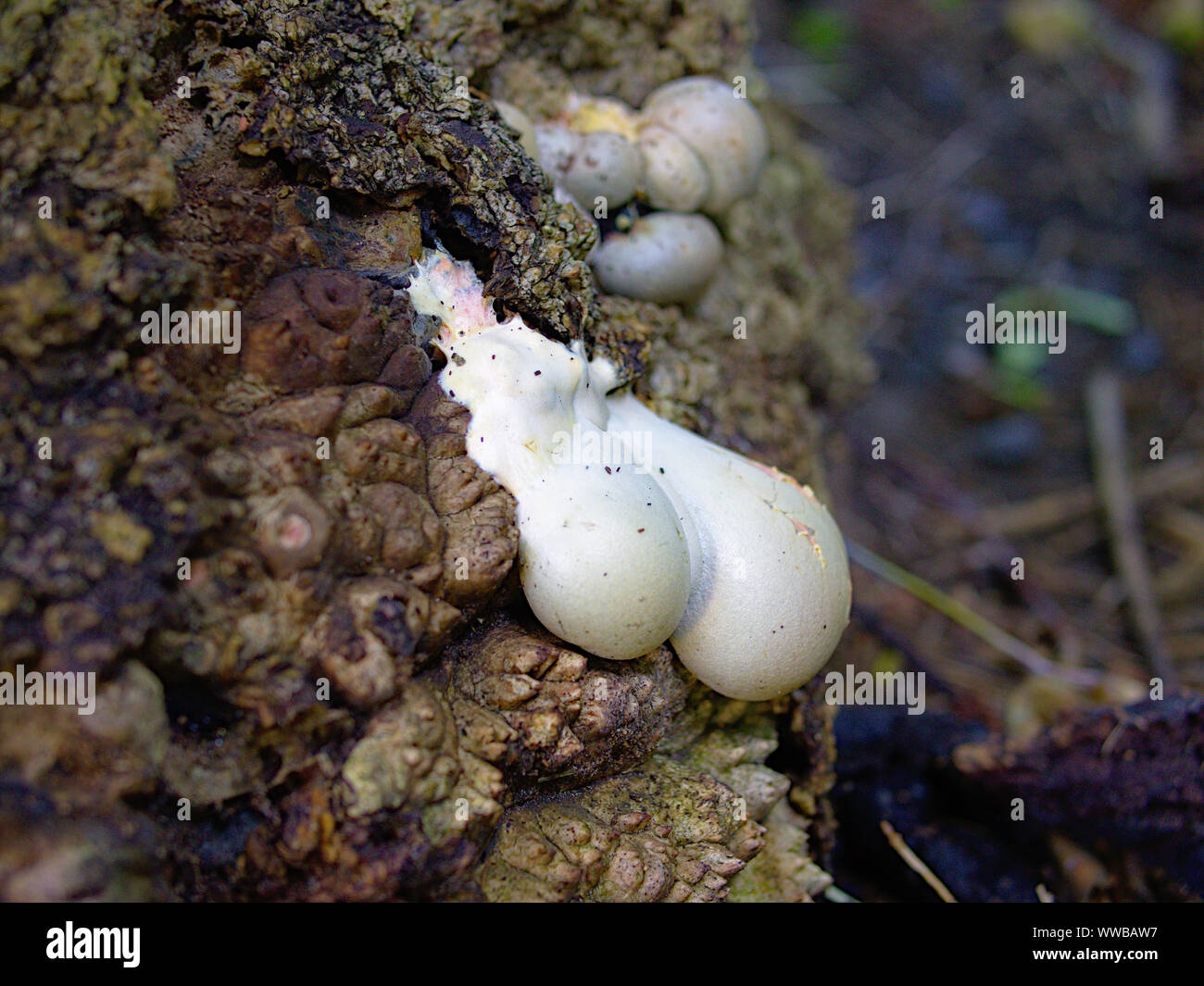 Mushrooms proliferating during a warm, wet, late Summer, Ottawa, Ontario, Canada. Lycogala flavofuscum oozing down a tree trunk. Stock Photo