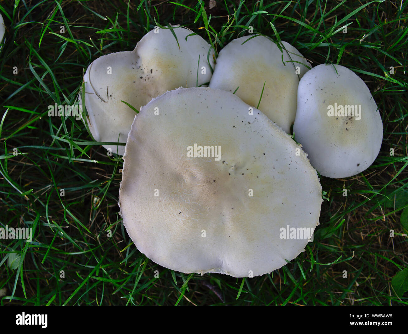 Mushrooms proliferating during a warm, wet, late Summer, Ottawa, Ontario, Canada.  Meadow Mushroom (Agaricus campestris) in grass, early morning. Stock Photo