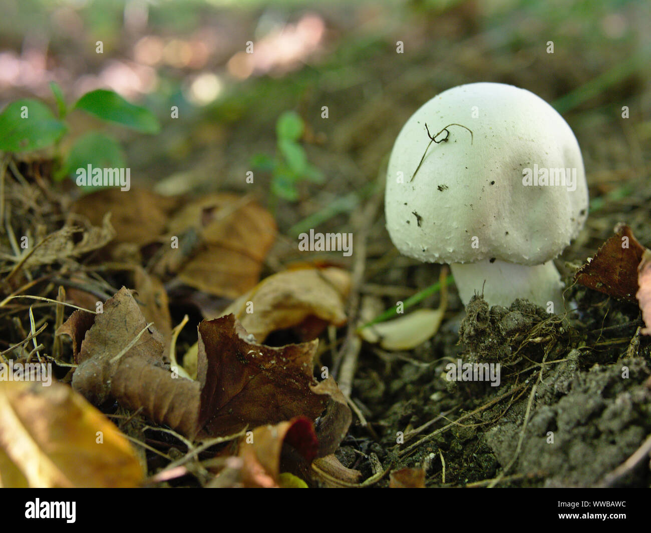 Mushrooms proliferating during a warm, wet September, Ottawa, Ontario, Canada.  Field Mushroom (Agaricus campestris) in leaf litter by the cycle path. Stock Photo