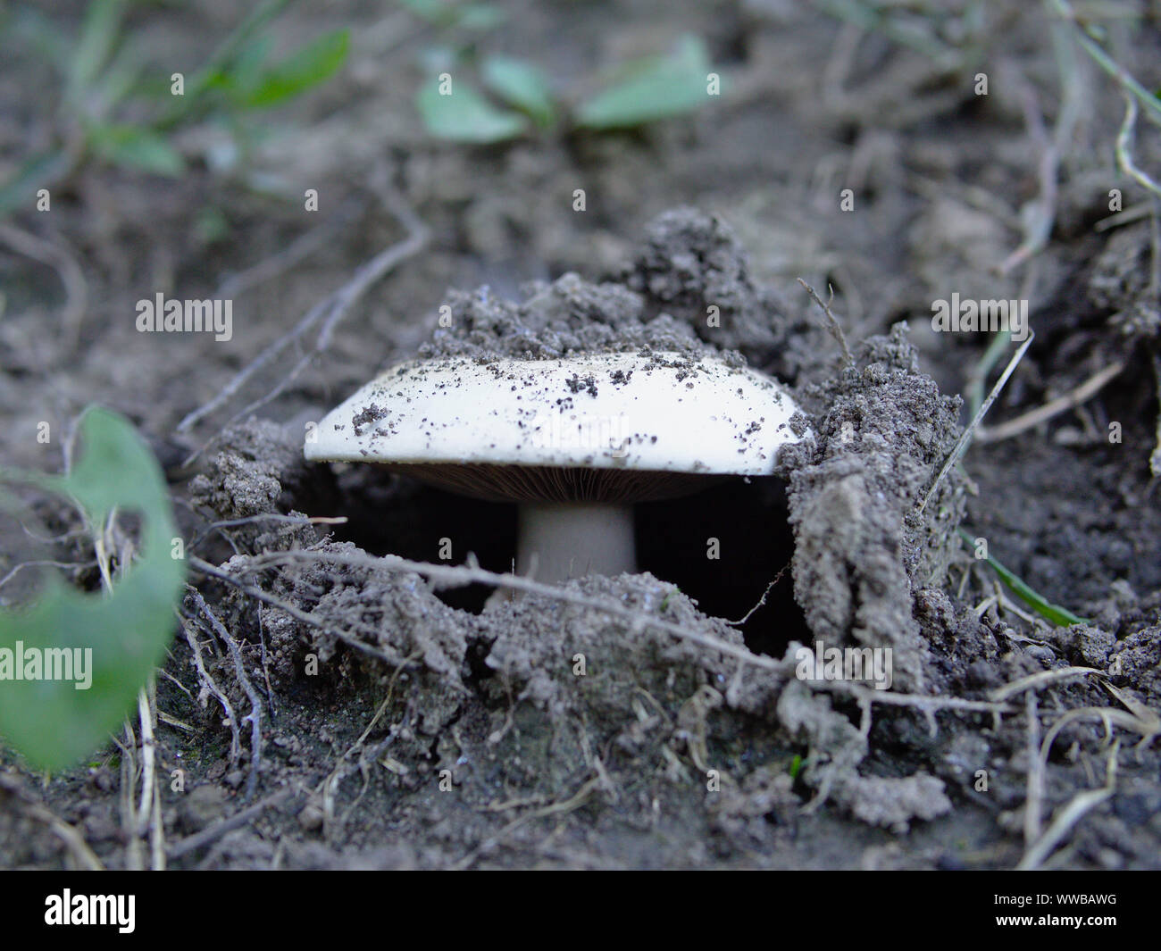 Mushrooms proliferating during a warm, wet, late Summer, Ottawa, Ontario, Canada. Agaricus bitorquis bursting through the soil. Stock Photo