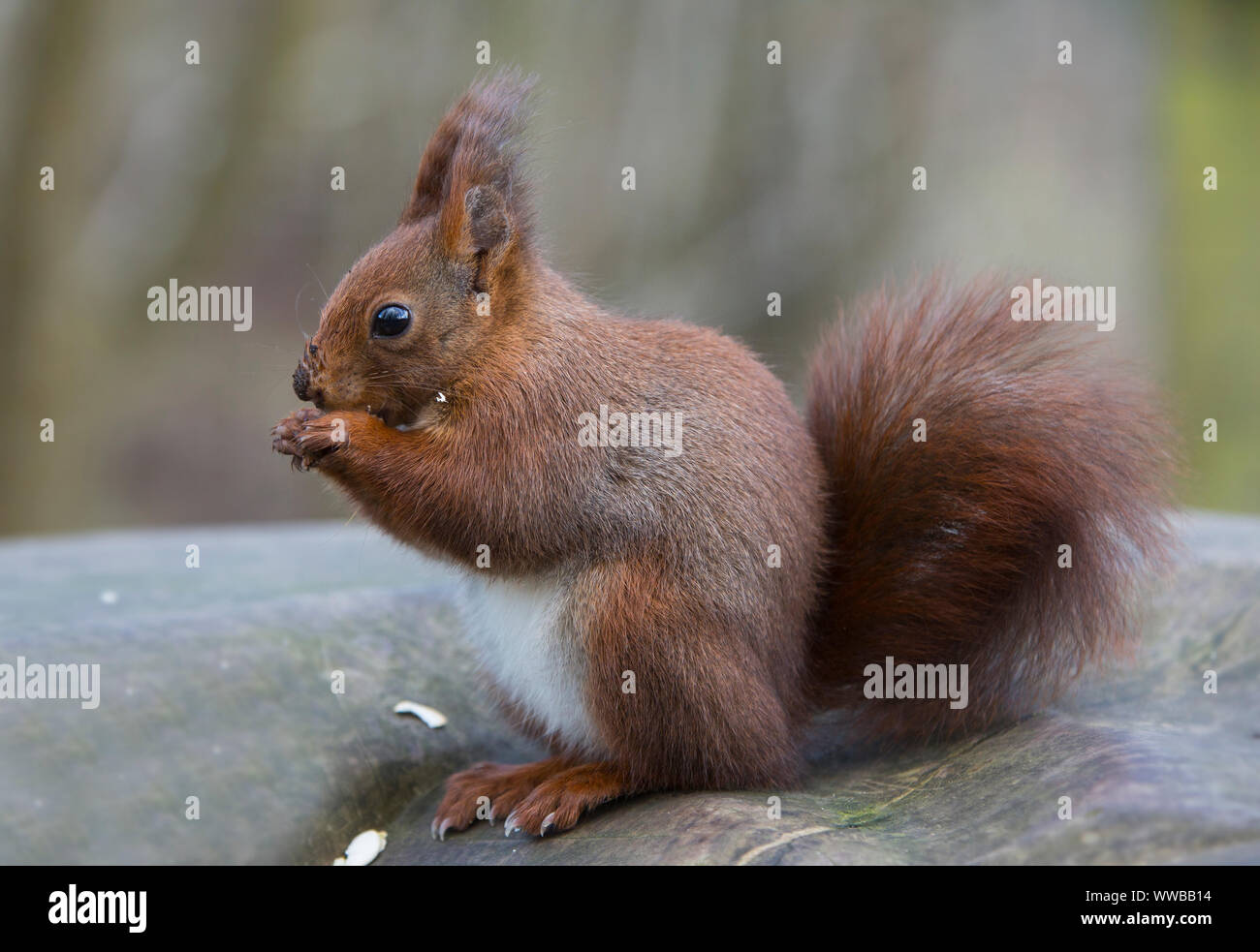 Red squirrel breeding program hires stock photography and images Alamy