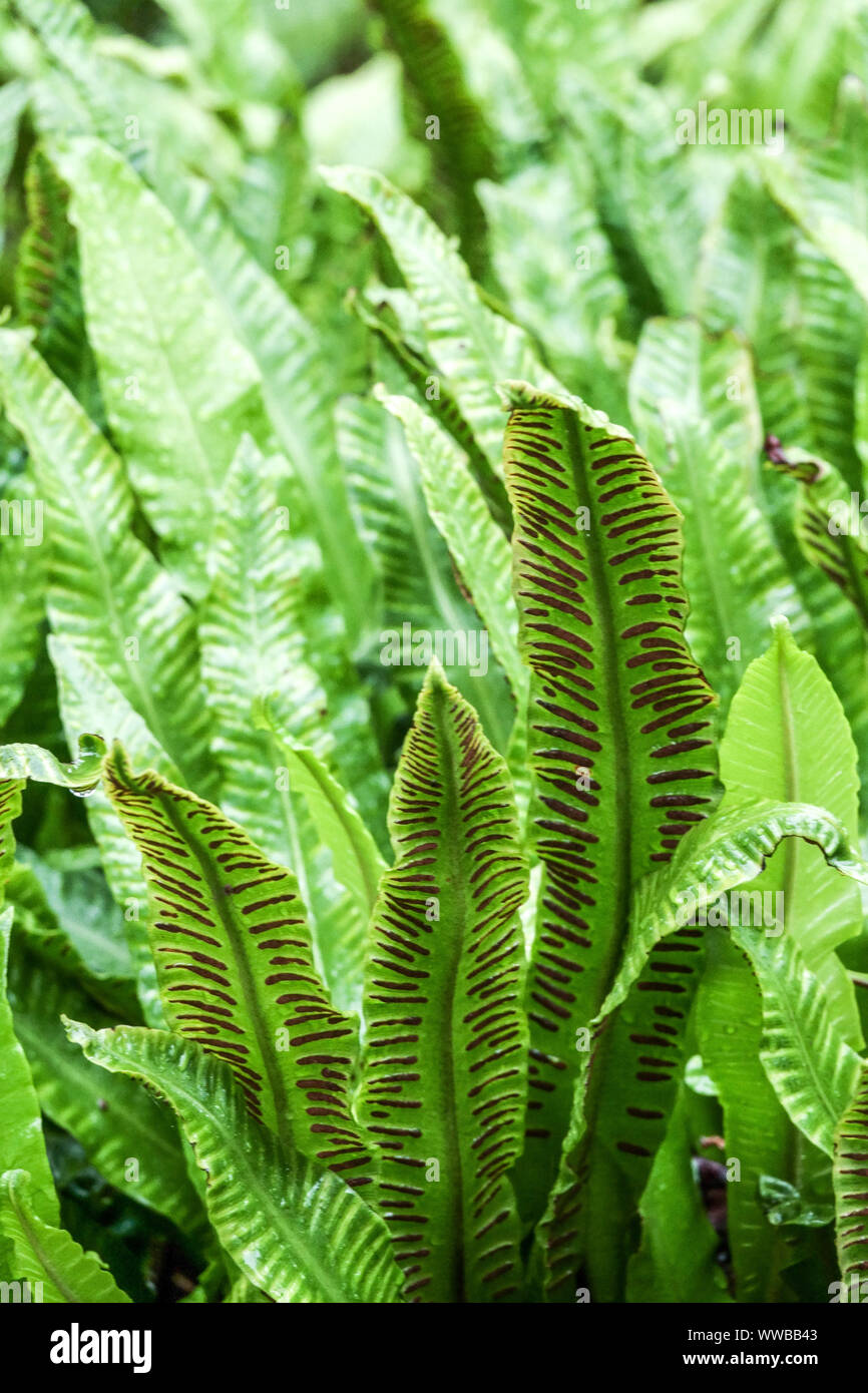 Asplenium scolopendrium, fern leaf spores, Hart's Tongue Fern Stock Photo