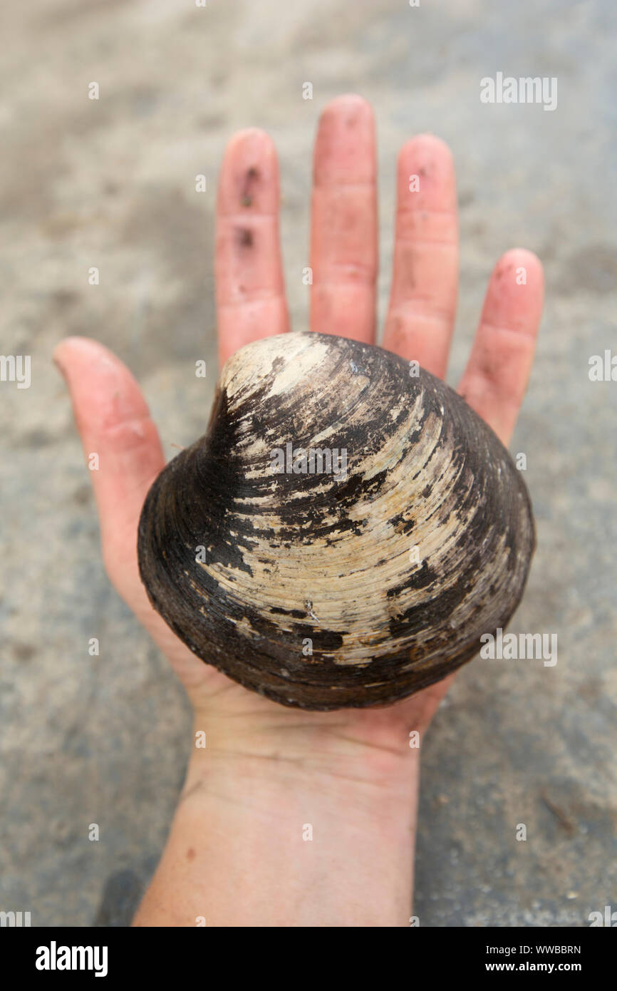 An Icelandic cyprine clam, Arctica islandica,  found in the English Channel. The Icelandic cyprine is one of the longest living organisms on Earth wit Stock Photo