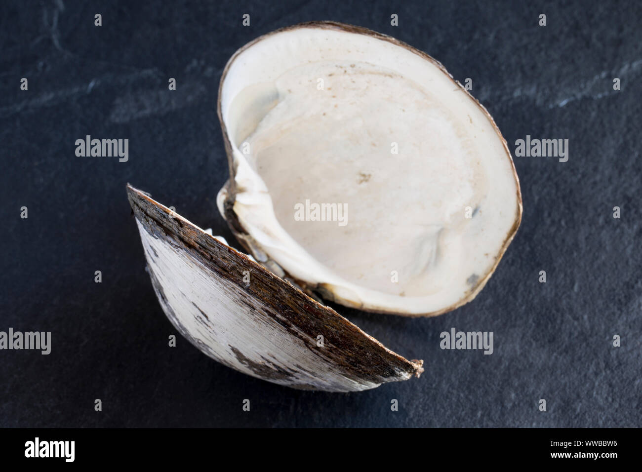 An Icelandic cyprine clam, Arctica islandica,  found in the English Channel. The Icelandic cyprine is one of the longest living organisms on Earth wit Stock Photo