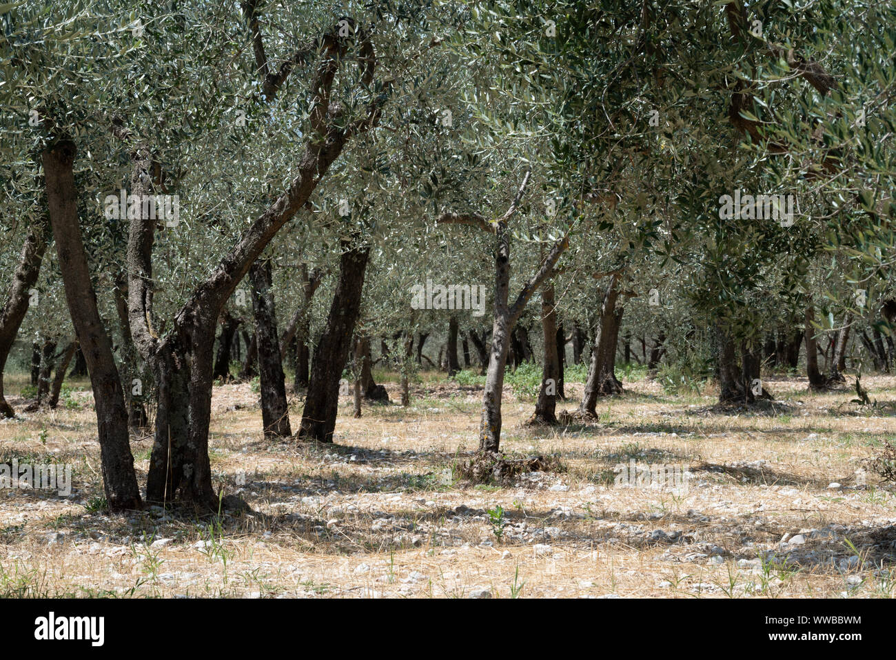 Olive grove in Poreta, Umbria, Italy Stock Photo