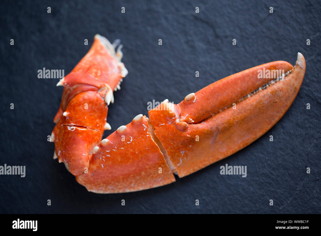 A single, boiled lobster claw from a common lobster, Homarus gammarus, that has been cracked ready for eating. Presented on a dark slate background. E Stock Photo