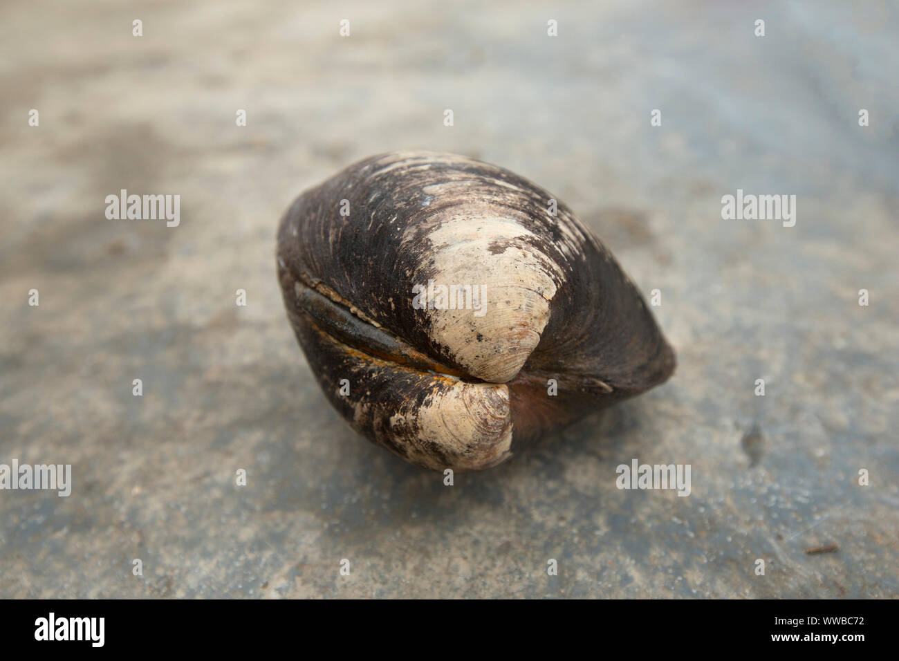 An Icelandic cyprine clam, Arctica islandica,  found in the English Channel. The Icelandic cyprine is one of the longest living organisms on Earth wit Stock Photo
