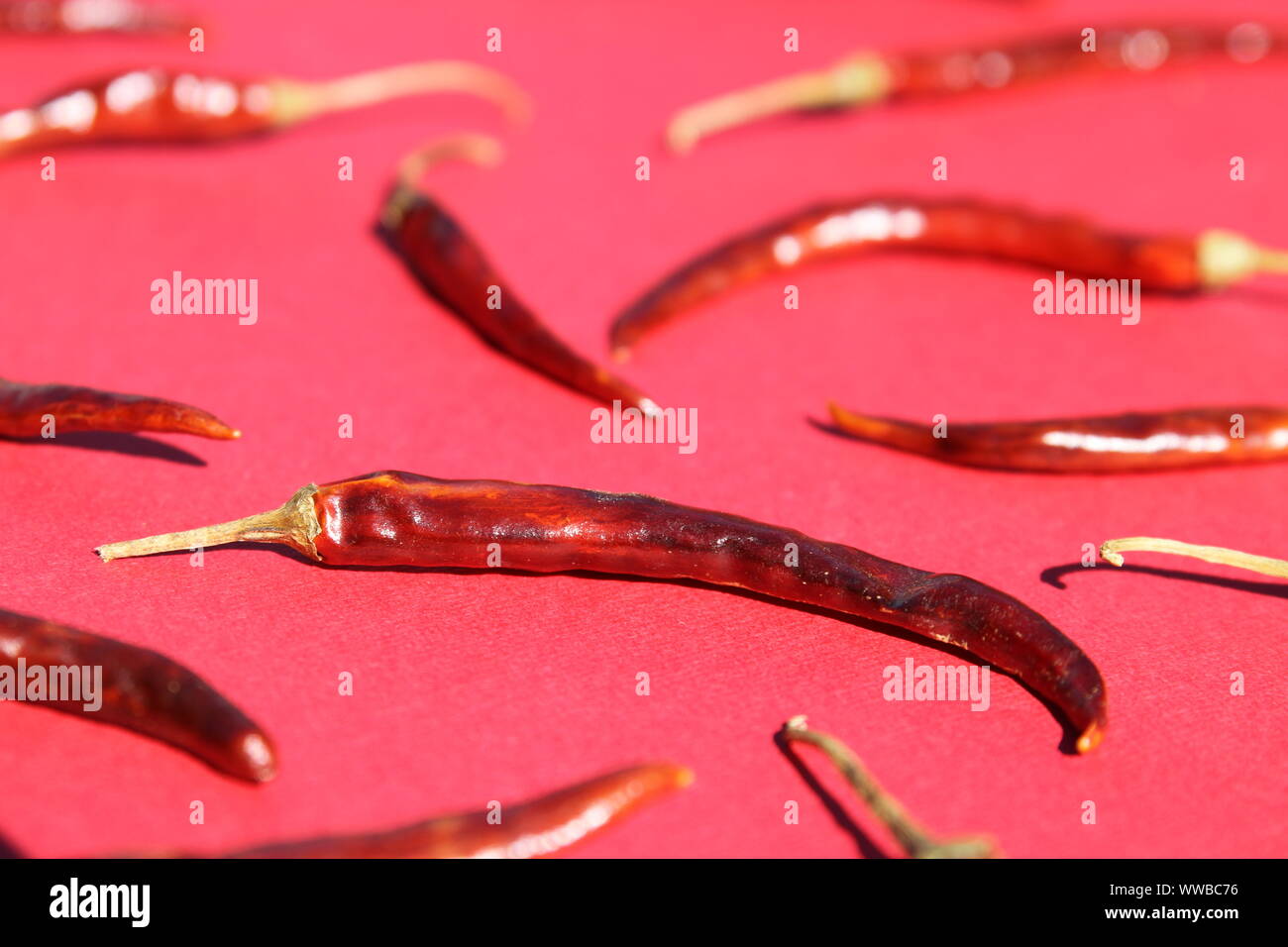 Chili Peppers Chile De Arbol From Mexico Stock Photo Alamy   Chili Peppers Chile De Arbol From Mexico WWBC76 