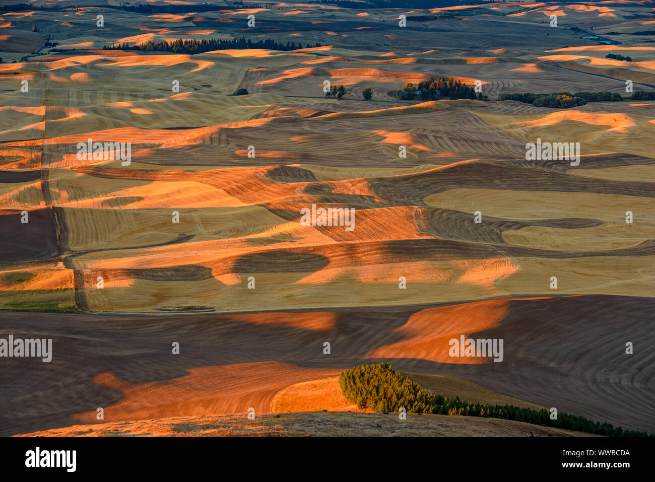 Mowing and harvest patterns in the Palouse landscape at dawn in late summer, Steptoe Butte State Park, Washington, USA Stock Photo