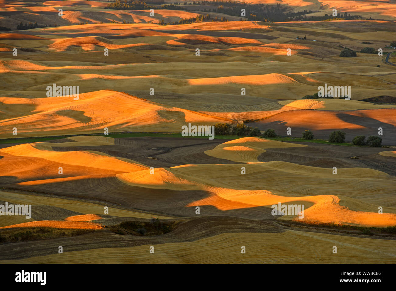 Mowing and harvest patterns in the Palouse landscape at dawn in late summer, Steptoe Butte State Park, Washington, USA Stock Photo