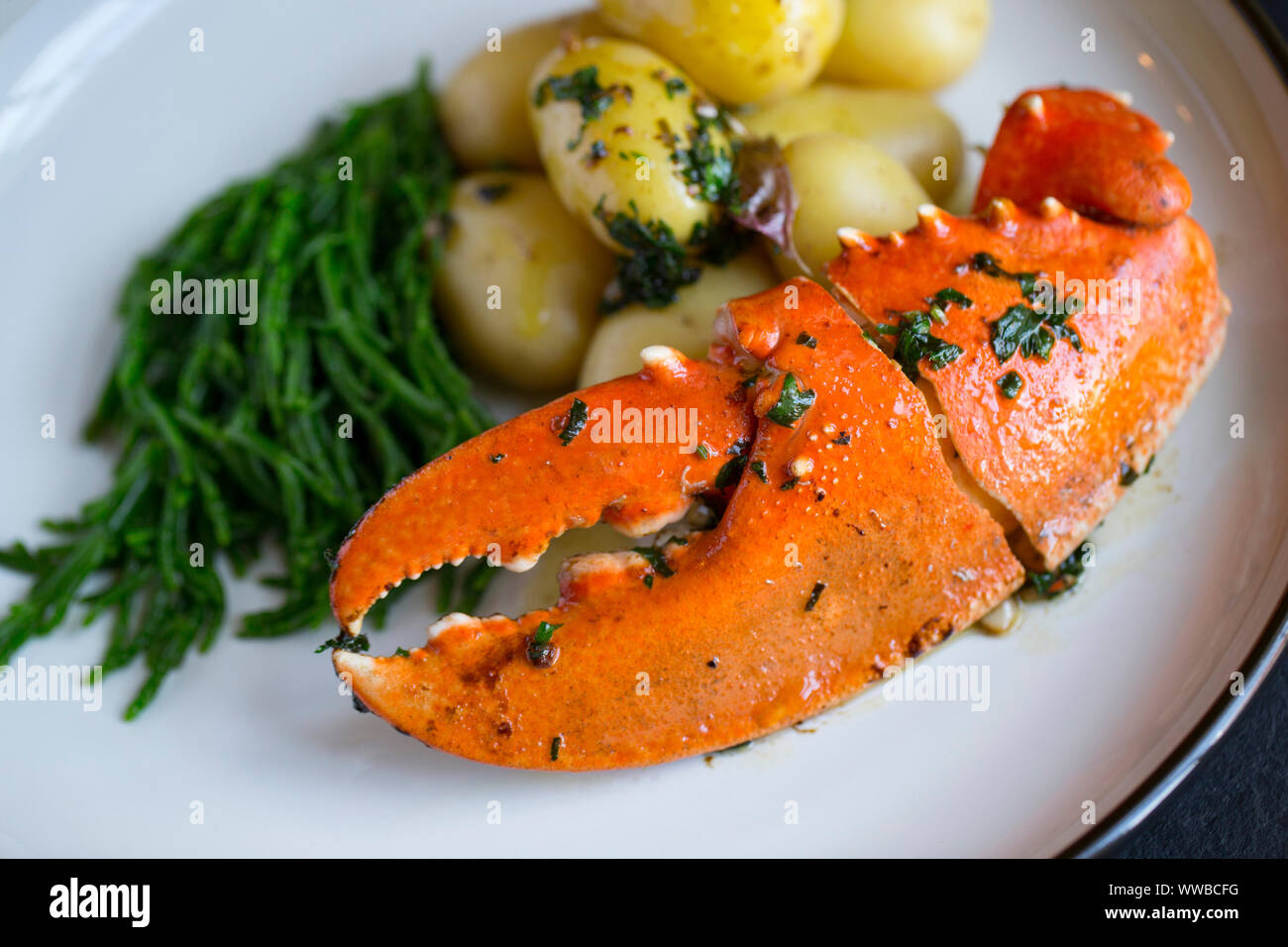 A boiled, cooked lobster claw from a common lobster, Homarus gammarus, that has been served with a butter, garlic and parsley sauce and boiled potatoe Stock Photo