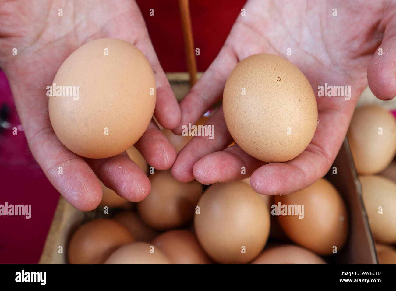 Double Yolk and Single Yolk Eggs Stock Photo