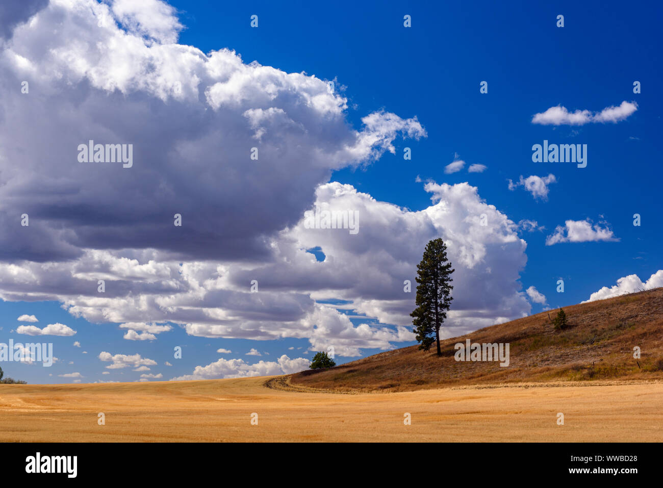 Lone tree overlooking agricultural terrain, south of Spokane US 195, Washington, USA Stock Photo