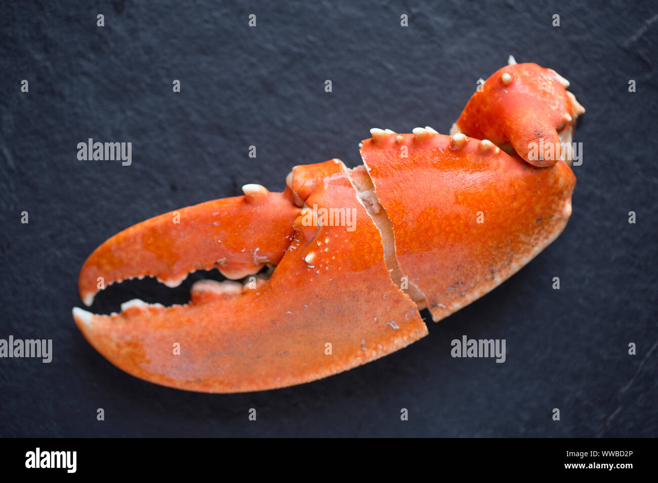 A single, boiled lobster claw from a common lobster, Homarus gammarus, that has been cracked ready for eating. Presented on a dark slate background. E Stock Photo