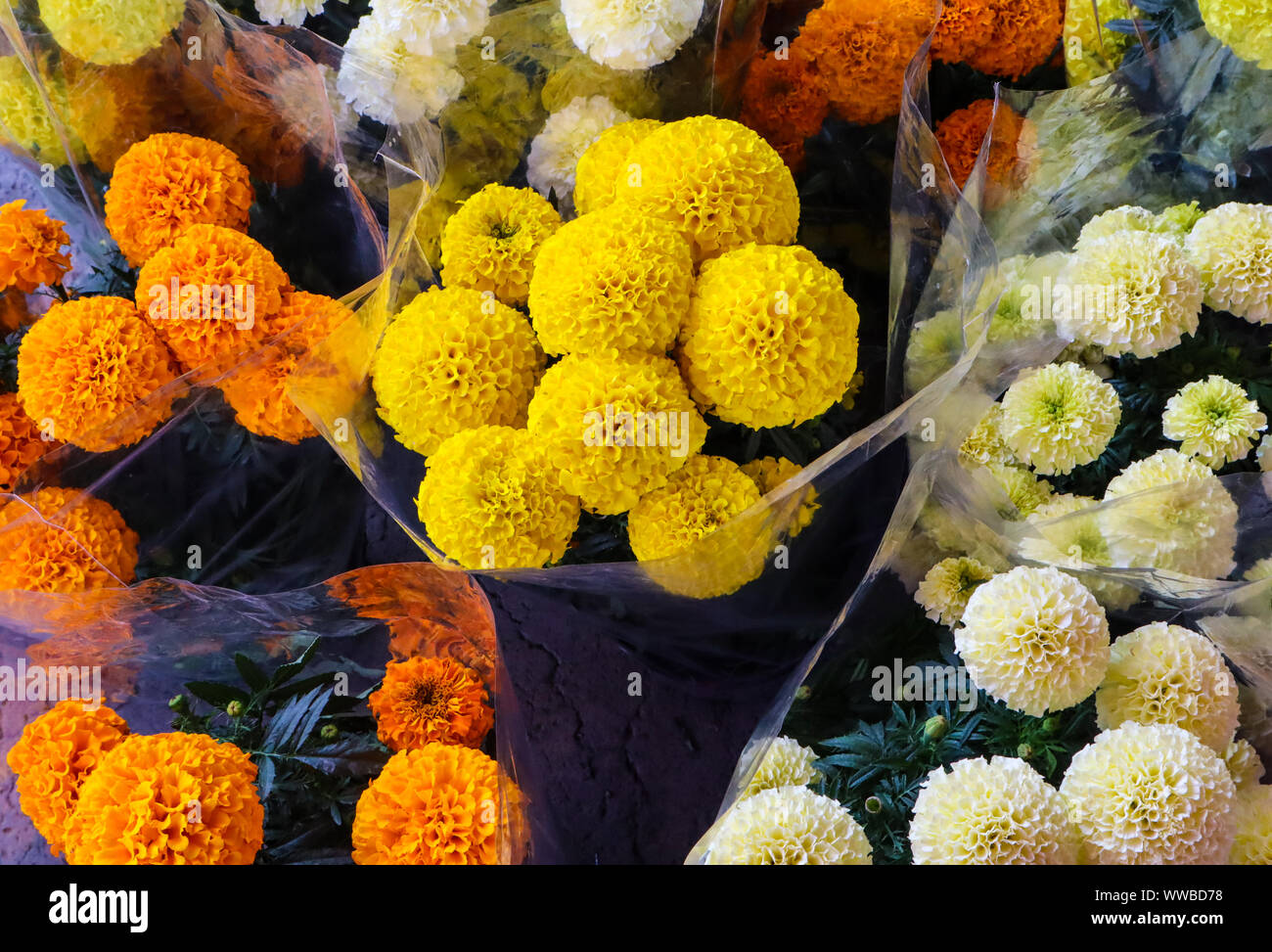 Marigolds day of the dead hires stock photography and images Alamy