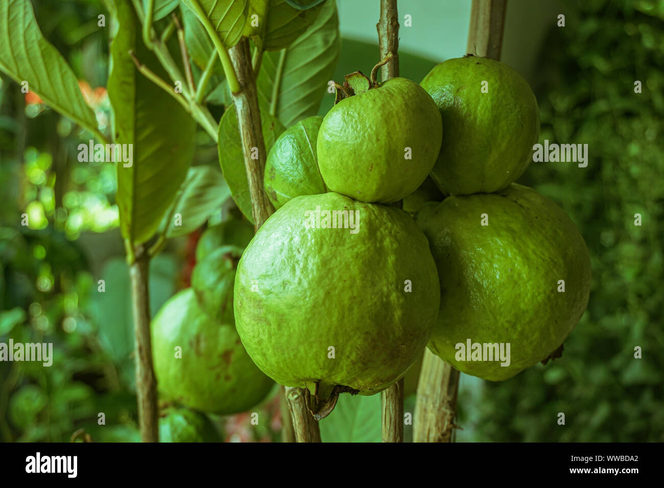 Young green guava fruit on the guava tree. Psidium guajava. The guava
