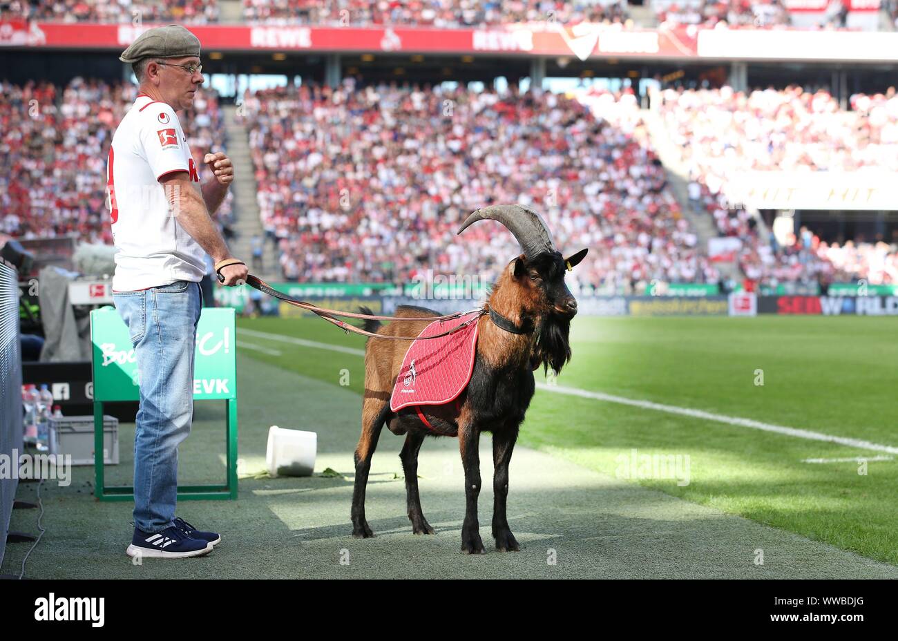 Geissbock High Resolution Stock Photography And Images Alamy